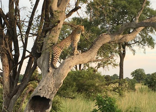 Image of leopard in tree